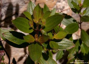 Pseudosbeckia swynnertonii