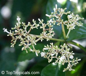 Psychotria nervosa*