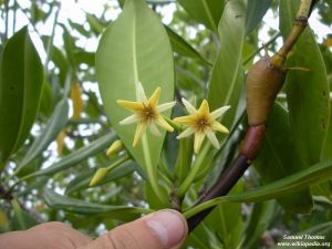 Rhizophora mangle*