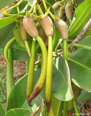 Rhizophora mangle*
