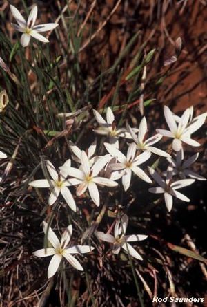 Romulea albiflora