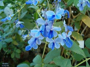 Clerodendrum ugandense