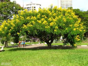 Senna spectabilis