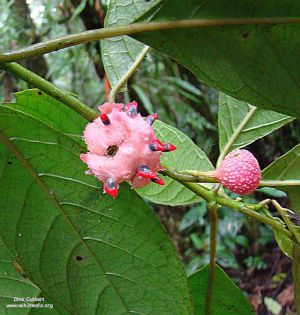 Siparuna thecaphora