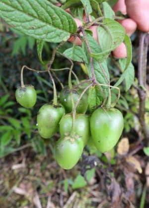 Solanum colombianum