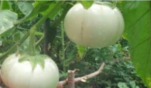 Solanum melongena \'Thai White ribbed\'