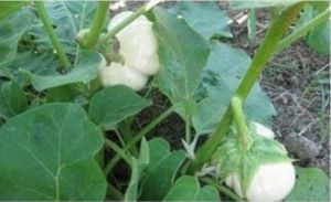Solanum melongena 'Thai White ribbed'