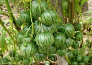 Solanum caripense