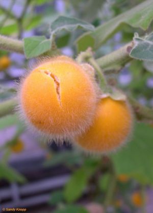 Solanum ferox