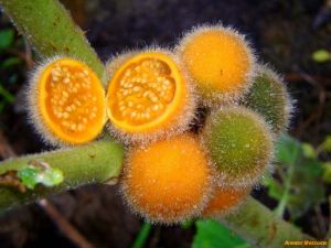 Solanum pseudolulo