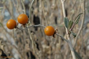 Solanum sturtianum