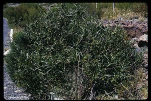 Solanum vescum