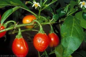 Solanum uporo \'Black Stem\'