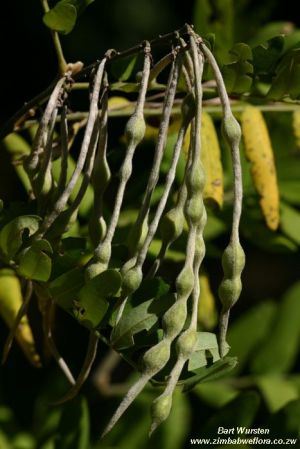 Sophora velutina ssp. zimbabweensis