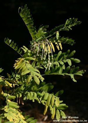 Sophora velutina ssp. zimbabweensis