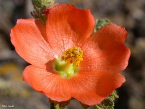 Sphaeralcea munroana