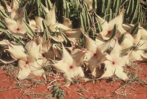 Stapelia gigantea