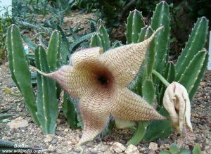 Stapelia gigantea