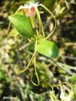 Strophanthus luteolus