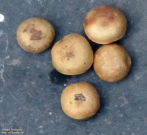 Strychnos potatorum