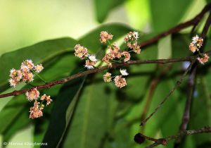 Syzygium polyanthum*