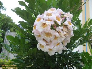 Tabebuia roseo-alba
