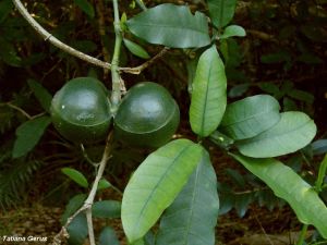 Tabernaemontana ventricosa*