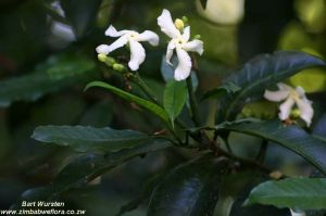 Tabernaemontana ventricosa*