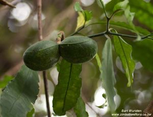 Tabernaemontana ventricosa*