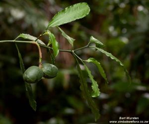 Tabernaemontana ventricosa*