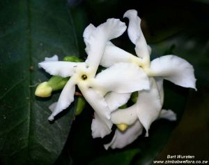 Tabernaemontana ventricosa*