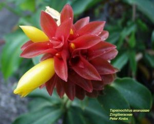 Tapeinochilus ananassae