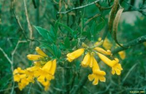 Tecoma stans var. sambucifolia