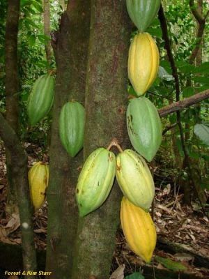 Theobroma cacao* (ganze Kakaofrüchte)