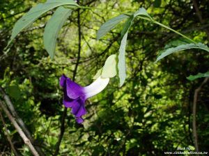 Thunbergia crispa