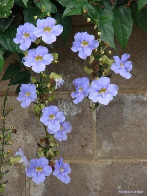 Thunbergia laurifolia