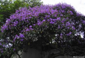Tibouchina granulosa \'purple\'