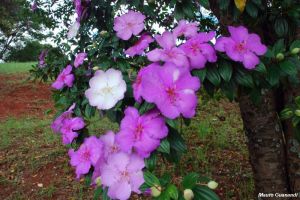 Tibouchina mutabilis