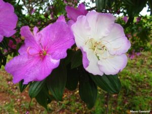 Tibouchina mutabilis