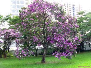 Tibouchina mutabilis