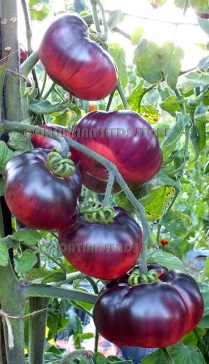 Tomate - Amethyst Jewel