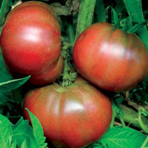 Tomate - Black from Tula
