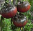 Tomate - Black from Tula