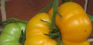 Tomate - Brandywine Yellow