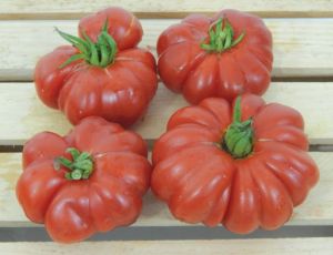 Tomate - Costoluto Fiorentino