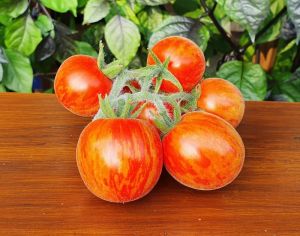 Tomate - Elberta Peach