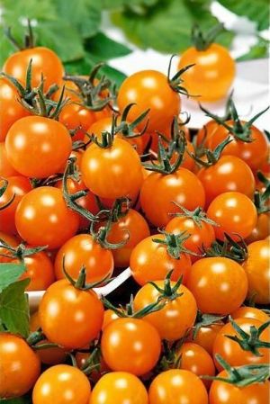 Tomate - Figiel