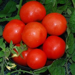Tomate - First in the Field