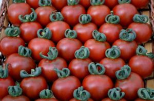 Tomate - Garnet