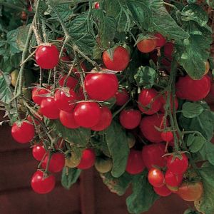 Tomate - Gartenperle